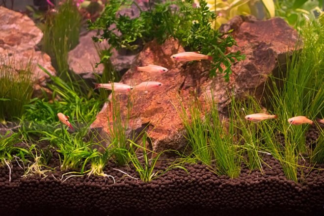 aquascaped nanotank with micro fish swimming around
