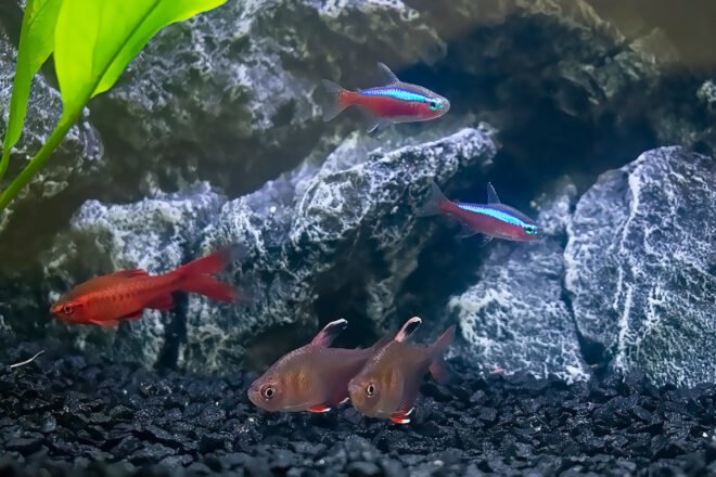 neon tetra fish swimming in a tank