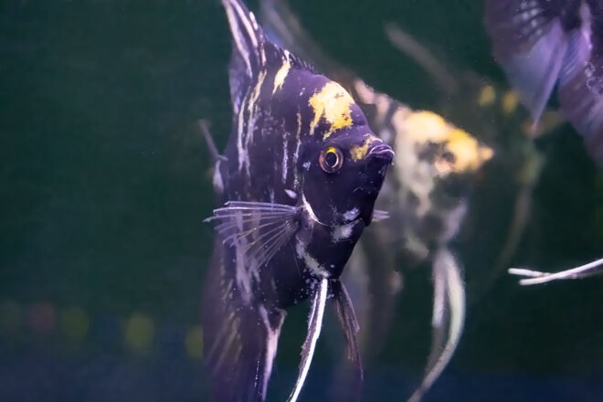 angelfish in a fish tank