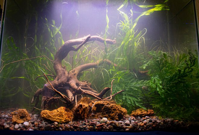 fish swimming through wavy fronds in a fish tank