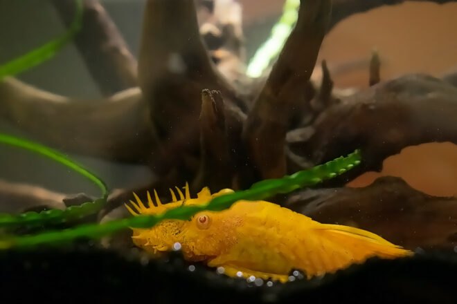 yellow spiny albino plecostomus in a fish tank