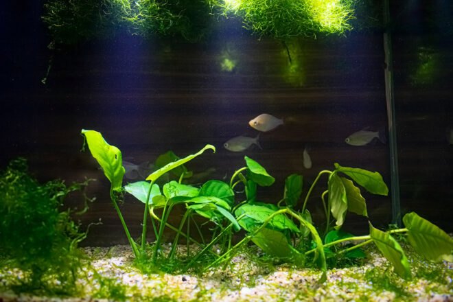 fish tank with plants on ground and floating