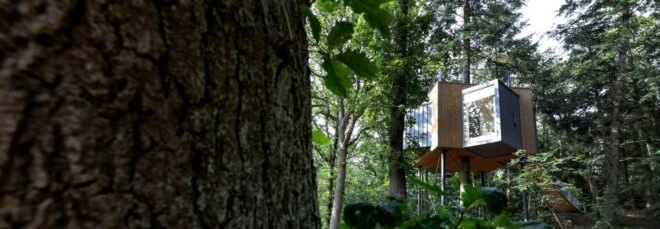 star-shaped treehouse in a forest