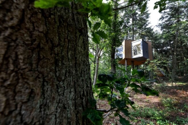 star-shaped treehouse in a forest