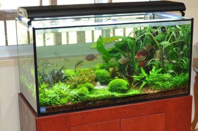 fish tank filled to the brim with plants and healthy fish
