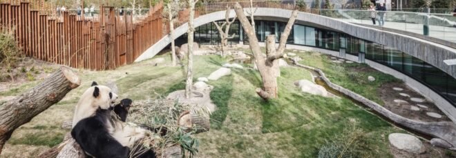 giant panda resting on logs in a spacious zoo enclosure