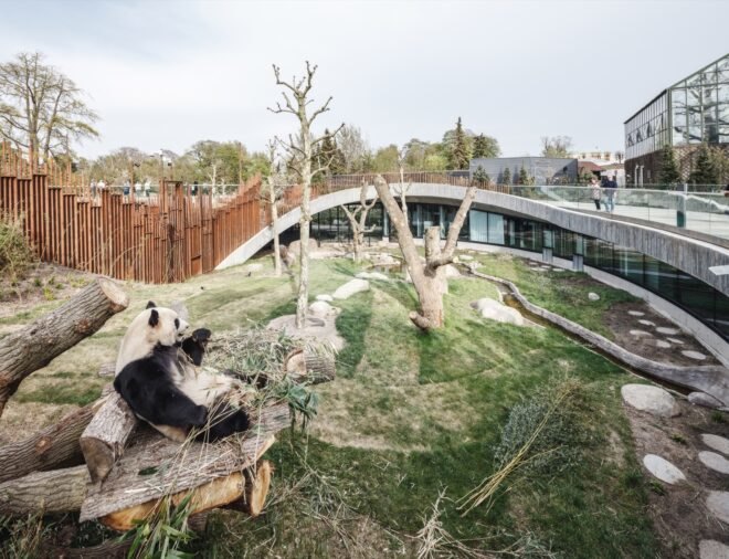 giant panda resting on logs in a spacious zoo enclosure