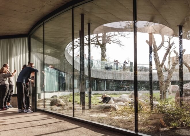 people looking through glass walls at giant panda