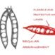 diagram of pea pods for inspiration