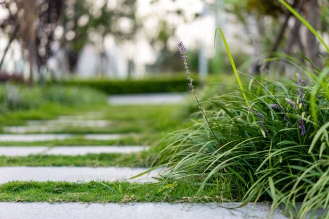 grass and purple flowers near stone pathway