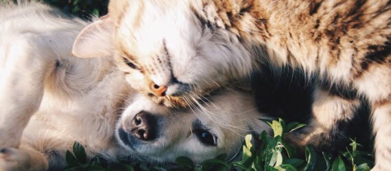 cat and dog playing in grass