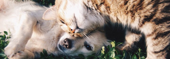 cat and dog playing in grass