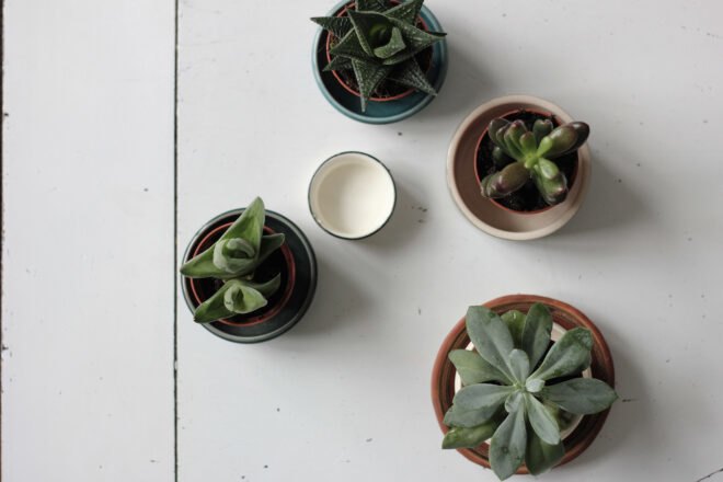 four succulents on white table