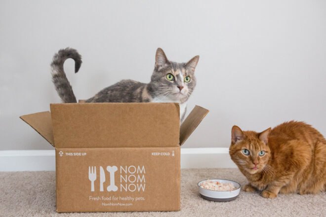 cats in a cardboard box