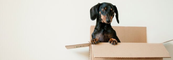 dog in cardboard box