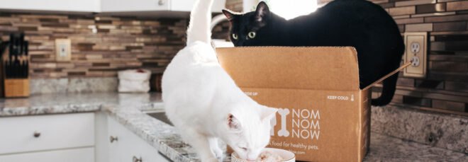 cats in cardboard box on kitchen counter