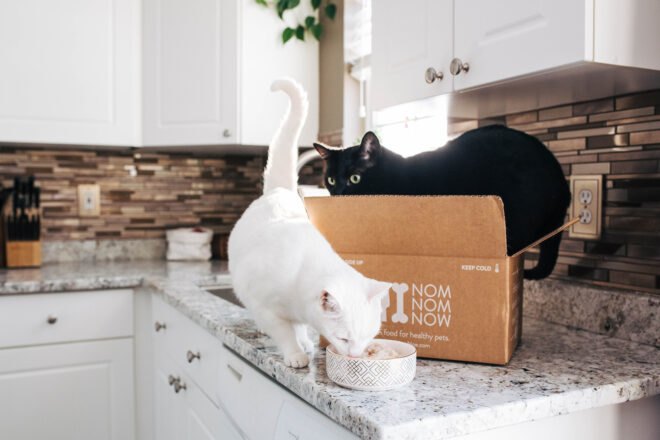 cats in cardboard box on kitchen counter