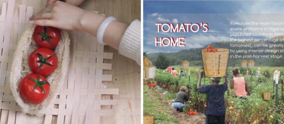 On the left, people placing tomatoes in basket made with loofa. On the right, drawing of people carrying baskets of tomatoes.