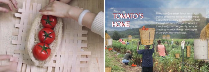 On the left, people placing tomatoes in basket made with loofa. On the right, drawing of people carrying baskets of tomatoes.
