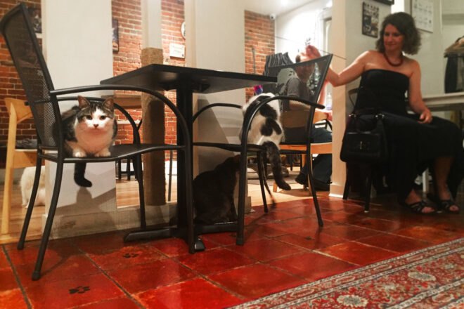 a cat on a chair looking at the camera with a red floor underneath and a woman to the right reaching out to another cat that rests nearby
