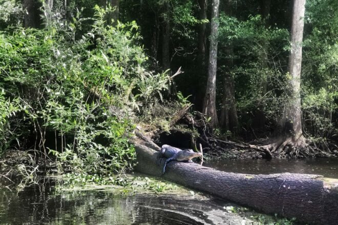 An alligator laying on a fallen tree in the river