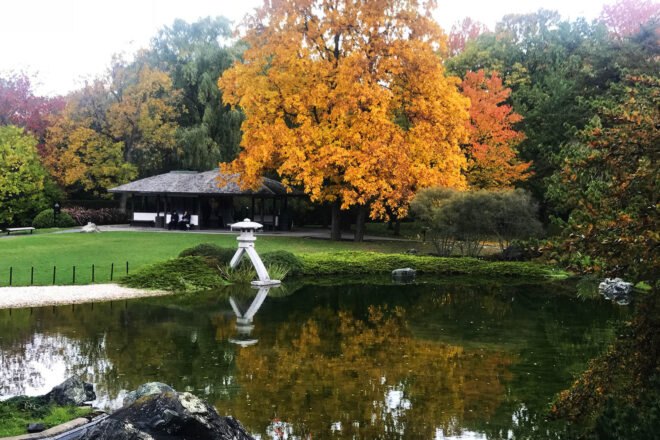 a lake in the foreground reflects a large yellow tree in the background, which is flanked to the left by a short building