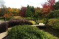 a garden with a green bush in the foreground, a small walkway cutting through the greenery, and red, green, dark purple and orange trees in the background