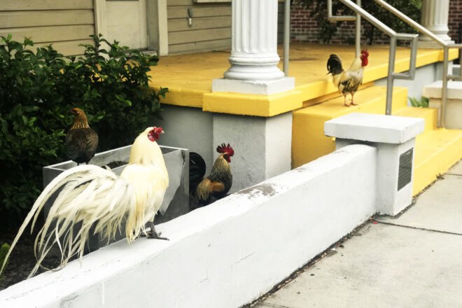 Roosters line the sidewalk next to a building with a yellow porch