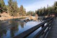 river surrounded by evergreen trees