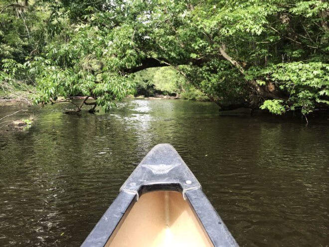 A canoe on the river with foliage hanging over the water