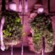 two mannequins wearing vests covered in plants