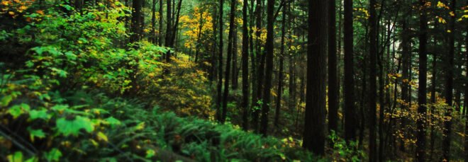 dark forest