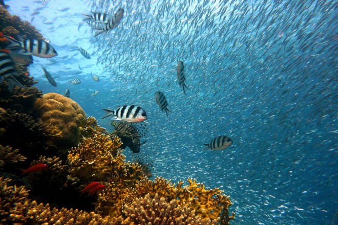 a brownish-orange coral reef to the left with schools of fish to the right