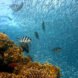a brownish-orange coral reef to the left with schools of fish to the right