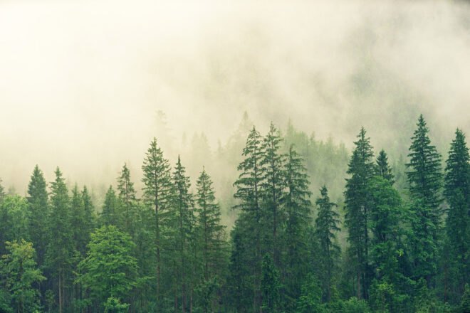 a forest covered in fog