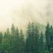 a forest covered in fog