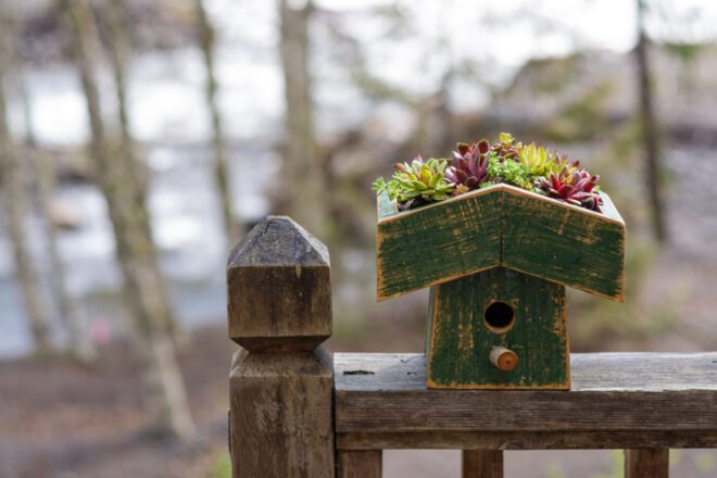green bird house with succulents planted on roof