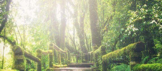 an overgrown forest with a set of stairs covered in ivy and sunlight streaming in