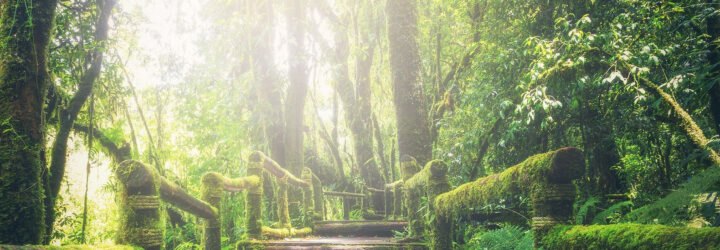 an overgrown forest with a set of stairs covered in ivy and sunlight streaming in