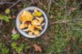 chanterelle mushrooms and wild berries in bowl on forest floor
