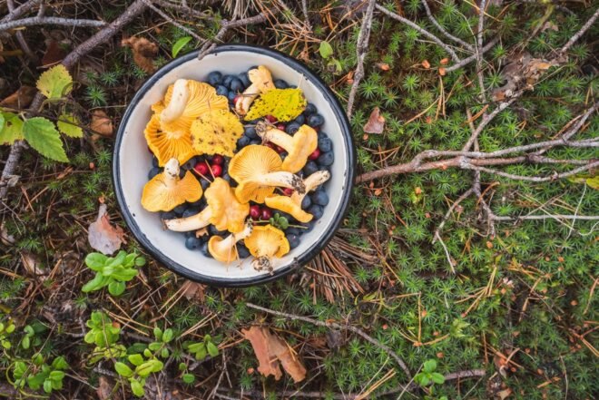 chanterelle mushrooms and wild berries in bowl on forest floor