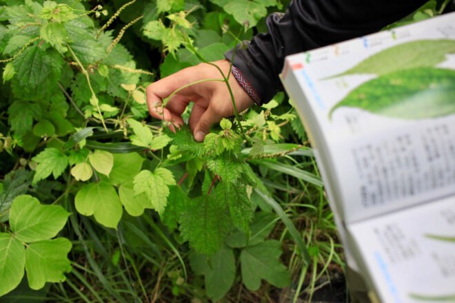 person holding plant guide and touching plants