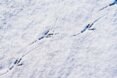 bird tracks in snow