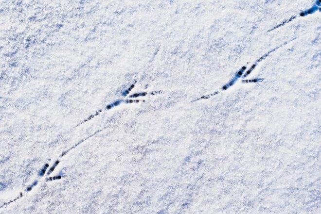 bird tracks in snow