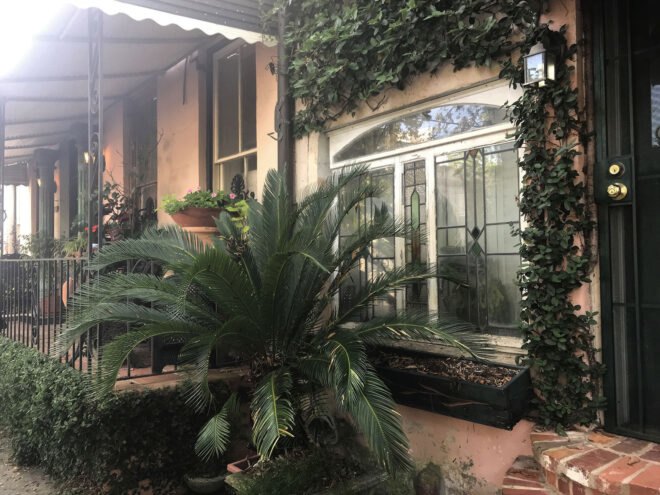 palm tree and vines near a tan building