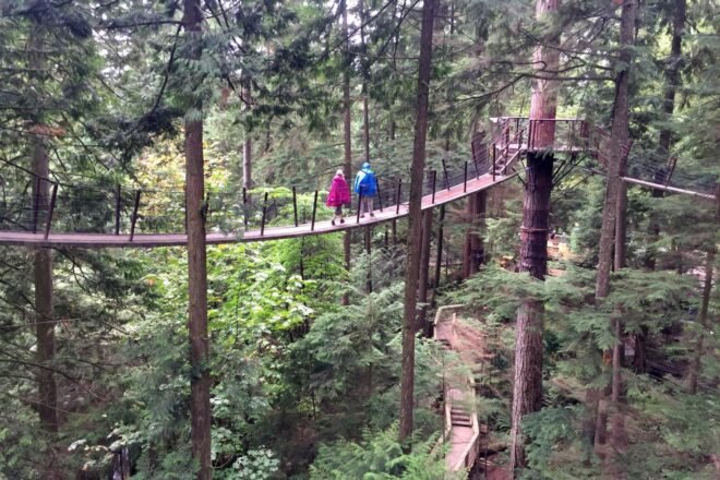 people walking on sky bridge in a forest
