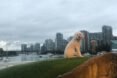 dog on grassy lot with Vancouver skyline in background