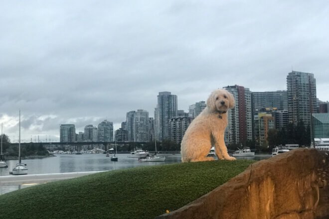 dog on grassy lot with Vancouver skyline in background