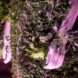 close-up of plant-covered vest