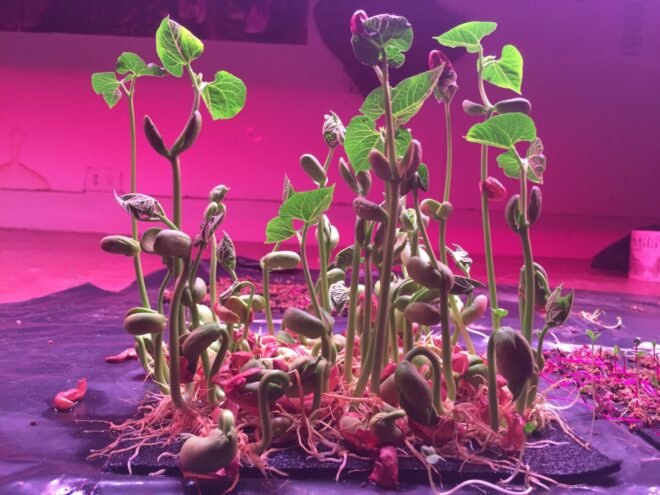 sprouting plants